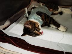 -萌兽医馆·犬猫专科·眼科中心·宠物医院(朝阳门分院)