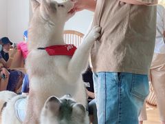 -Husky Go! 哈士奇体验馆·宠物咖啡厅狗咖