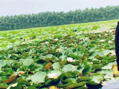 -白洋淀景区