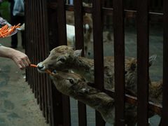 -西安秦岭野生动物园