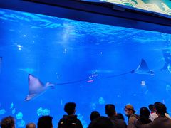 -烟台海昌鲸鲨海洋公园