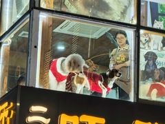 -越秀西湖花市(广州城市广场花卉店)