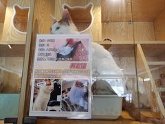 -平行世界·猫咖(首经贸店)