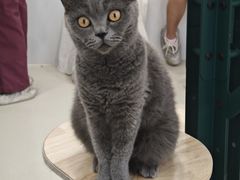 -共舞时光猫咖·狗咖(新街口店)