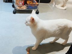-琪喵猫屋·撸猫猫咖·猫舍