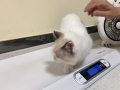-千城康桥宠物医院·猫科·骨科·心脏