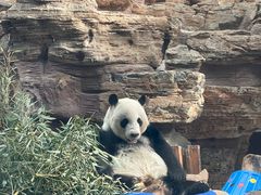 -石家庄市动物园