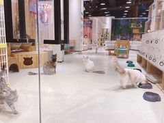 -藏猫猫咖啡主题馆(中央大道店)