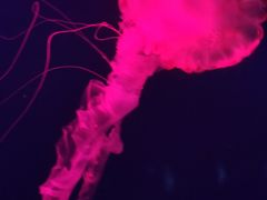 -西安曲江海洋极地公园