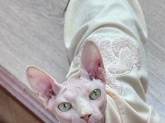 -有猫主题·治愈系猫咖(曾厝垵店)