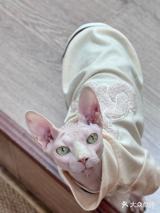 有猫主题·治愈系猫咖(曾厝垵店)图片