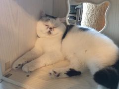 -Cappucimeow猫咪咖啡馆(韦伯时代店)