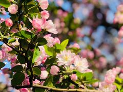 -海棠花溪(元大都城垣遗址公园)