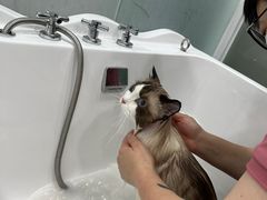 -爱洗澡的猫(望京店)