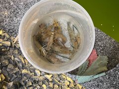 -DGE季风钓虾营地·团建·聚会