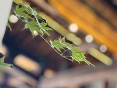-黄牛肉馆·皖南土菜