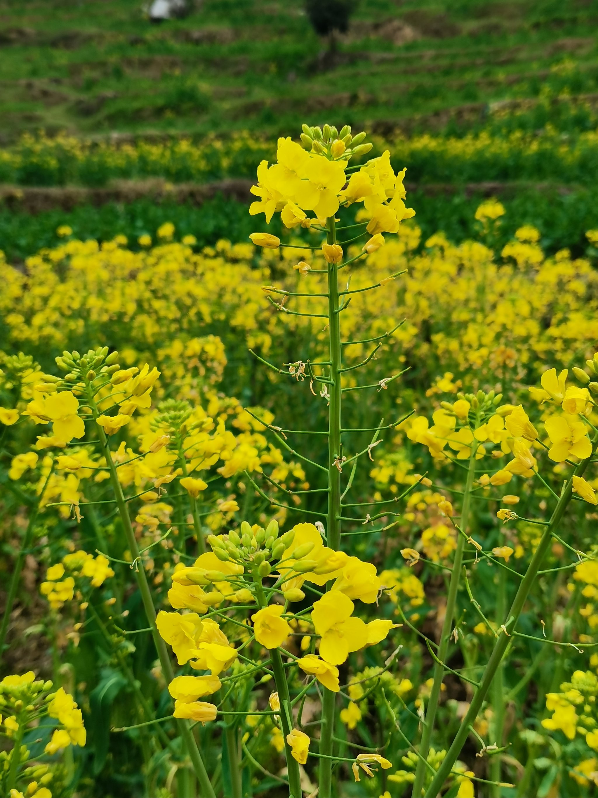 固安林城油菜花花田图片