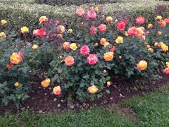 iphone_upload_pic-上海鲜花港