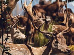 -陕西自然博物馆