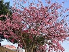 -风云岭森林公园