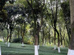 -重庆中央公园(渝北区)