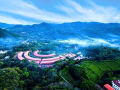 -雁南飞茶田景区