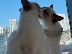 -怪兽屋·羊驼·猫咖·狗咖(俊华广场店)