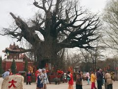 -大槐树寻根祭祖园