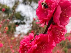 -桃花涧