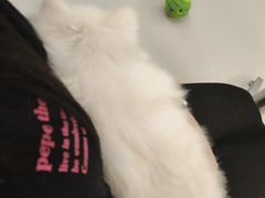 -共舞时光猫咖·狗咖(新街口店)