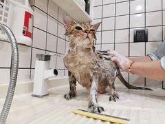 -猫大福·Fortune Cat猫舍(百子湾店)