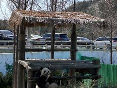-西霞口神雕山野生动物世界