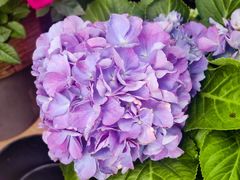 -桂林市花鸟市场