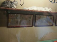 -猫咪博物馆(顶澳仔猫街店)