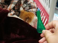 -纳吉亚猫专科动物诊疗中心(蒋宅口分院)