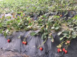 -蓝呗呗蓝莓草莓采摘园(通州区马驹桥店)