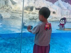 -帝企鹅自助餐厅•儿童岛•真企鹅(长隆企鹅酒店)