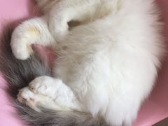 -三花喵·撸猫购宠·宠物生活馆(虹桥南丰城店)