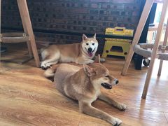 -柴犬高等学院·狗咖·柴犬售卖·宠物训练