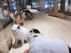 -momokira米努特·德文卷毛猫·棉花面纱犬
