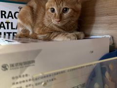 -瑞派宠物医院·犬猫全科·猫友好(宾水西道店)