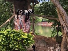 -清迈夜间动物园