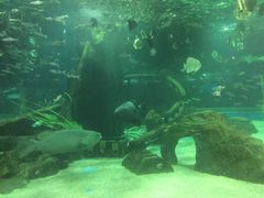 -锦艺城海洋馆