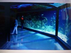 -悉尼海洋生物水族馆