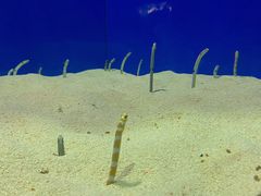 -上海海洋水族馆