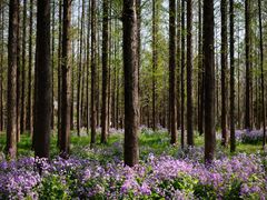 -江苏三台山国家森林公园