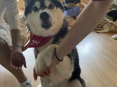 -Husky Go! 哈士奇体验馆·宠物咖啡厅狗咖