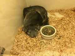 android_upload_pic-龙猫仔乐园(惠福东路店)