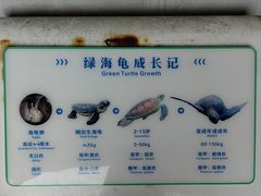 -广东惠东海龟国家级自然保护区