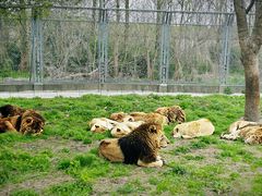 -上海野生动物园